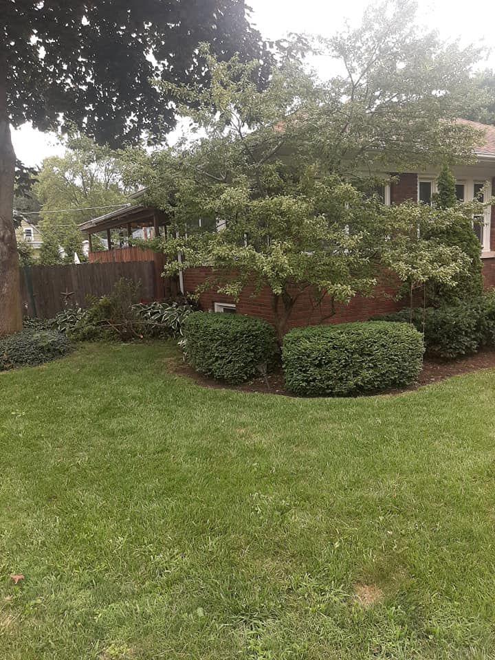 Row of shrubs trimmed back along a fence line in Rockford, IL
