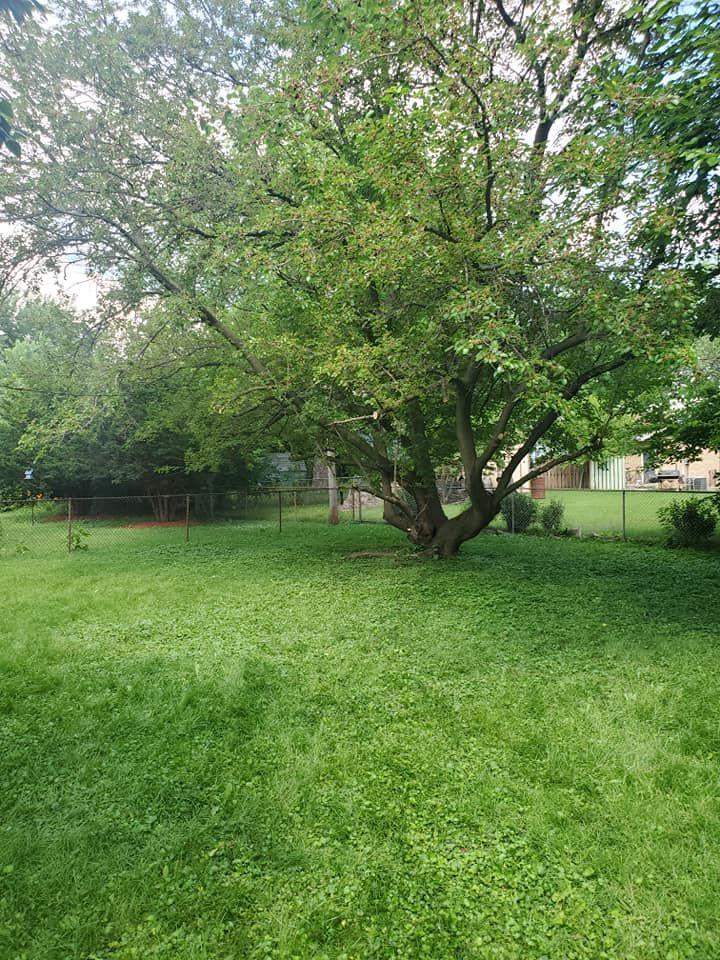 Overgrown grass in a Rockford, IL yard before a cut