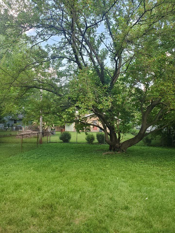 Long grass under a mature tree in a Rockford, IL yard before clearing