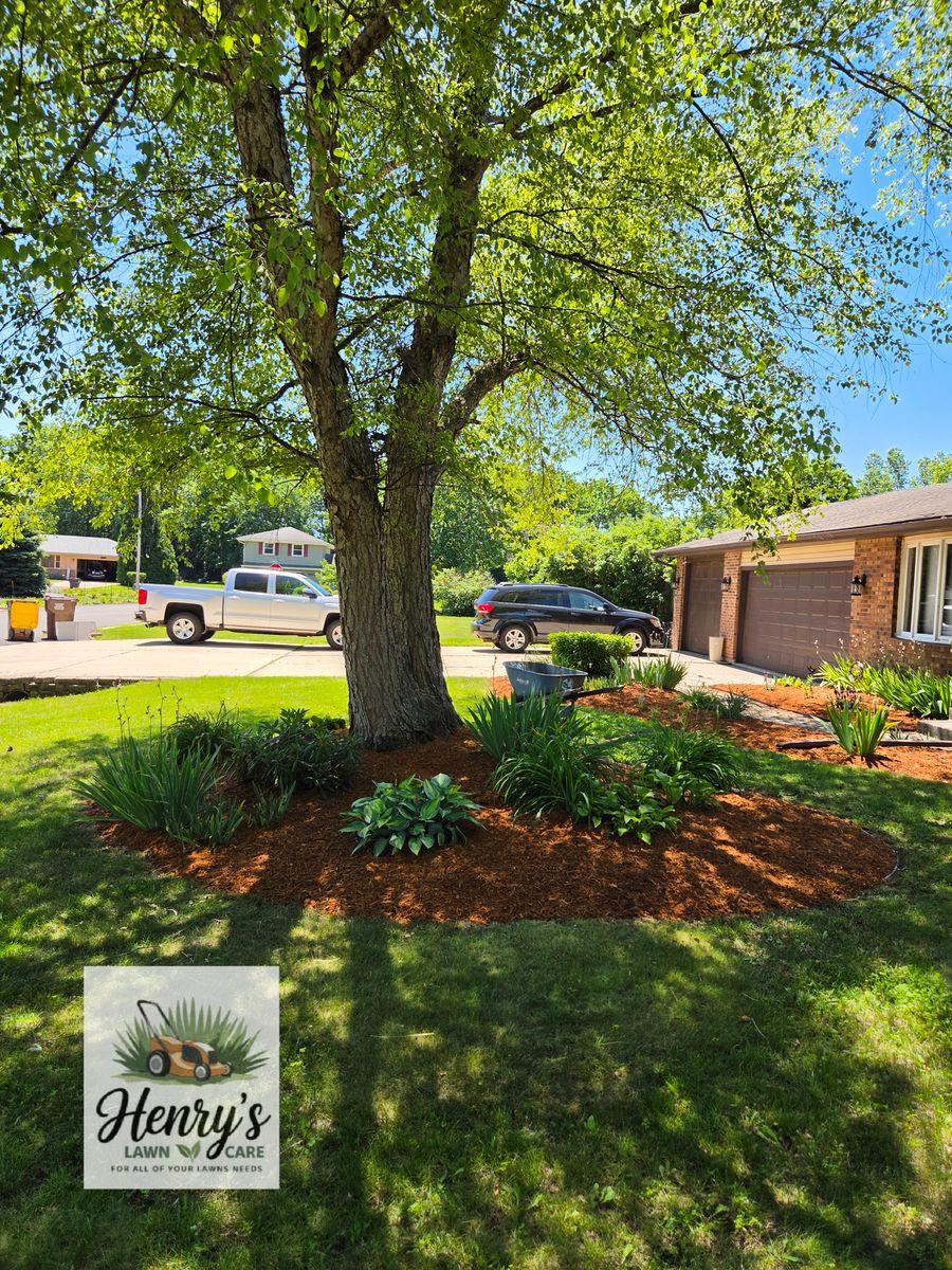 Mature tree with a fresh mulch ring in a Rockford, IL front yard