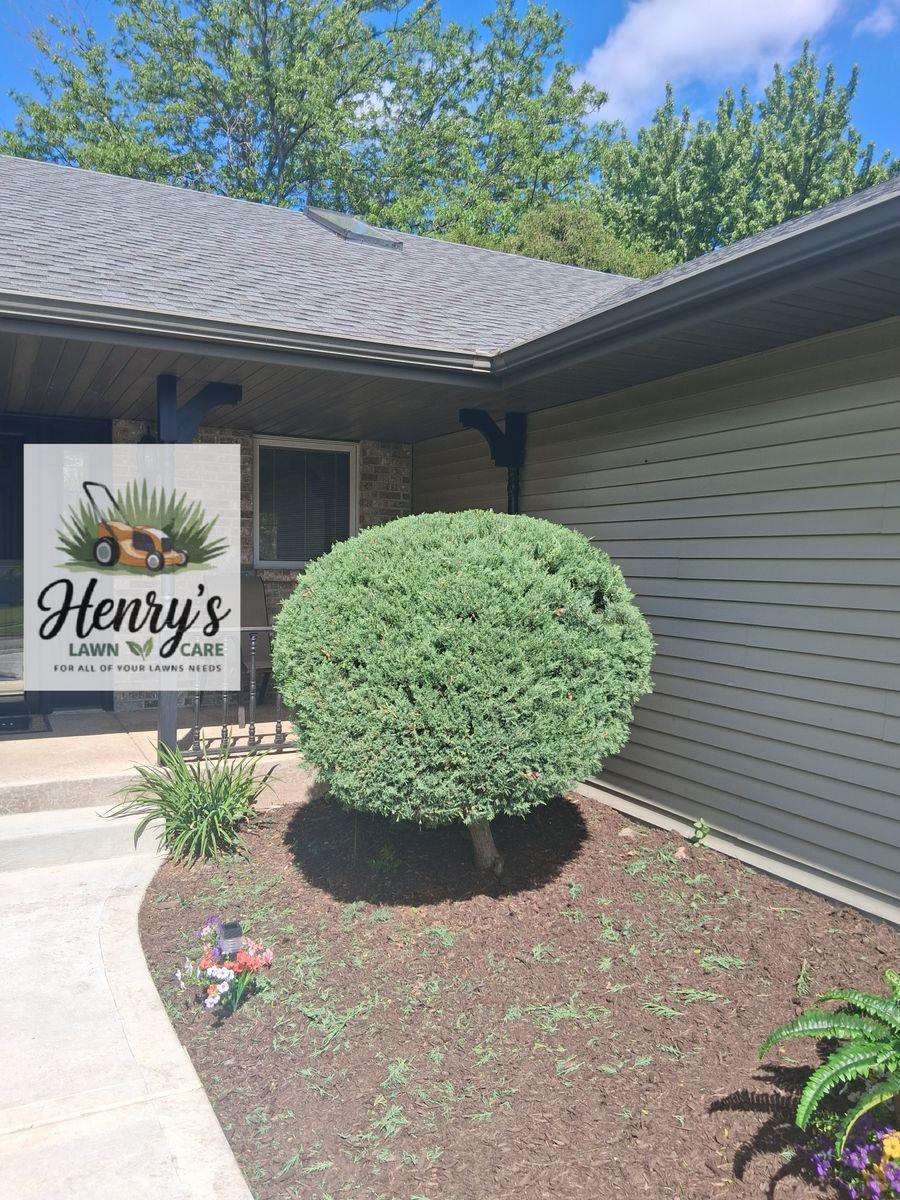 Shrub trimmed into shape in a Rockford, IL front garden