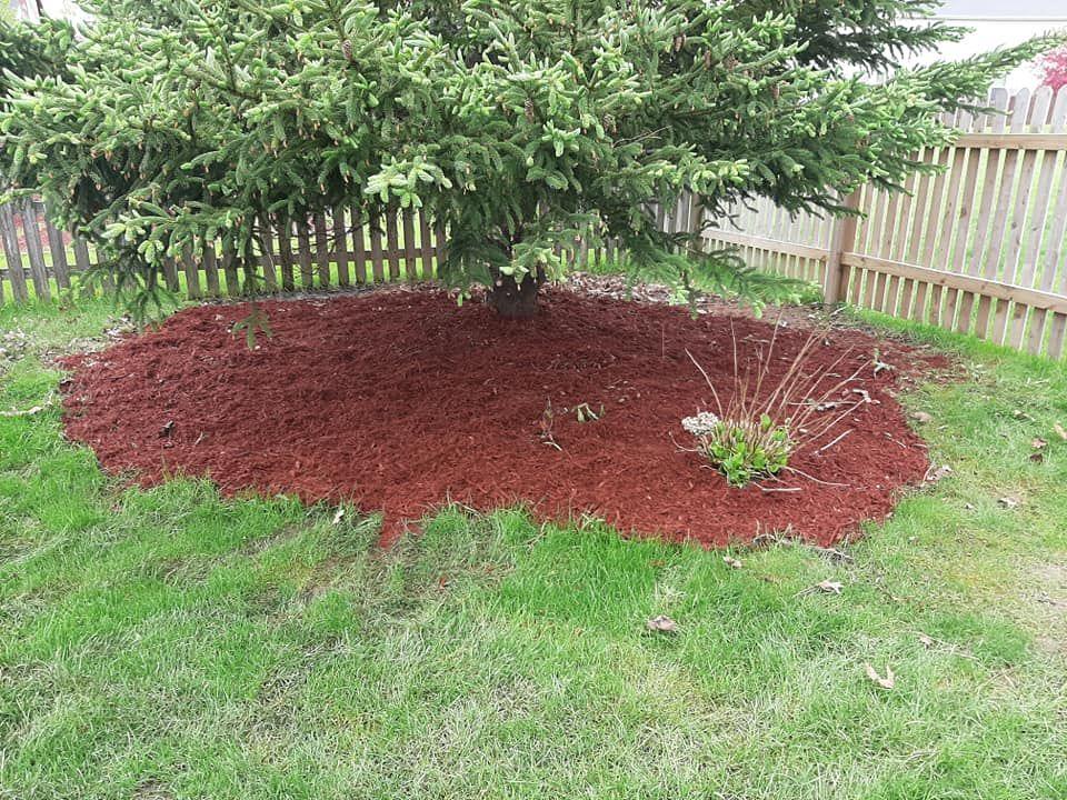 Fresh red mulch spread in a ring around a tree in Rockford, IL