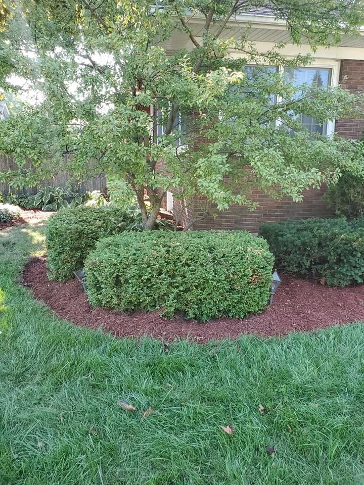 Shrub Trimming in Rockford, IL